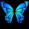 butterfly11518